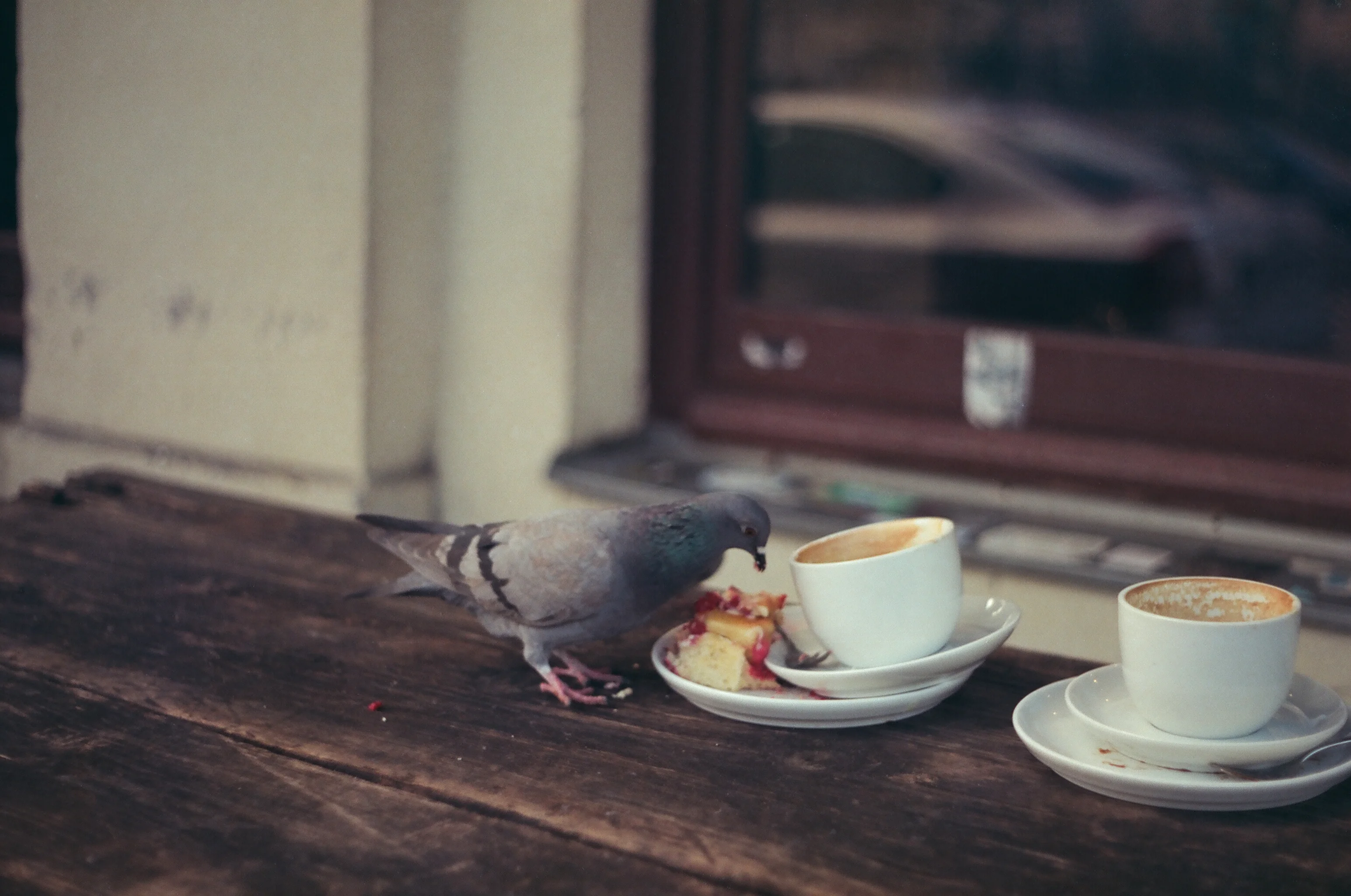 Pigeon eating cake